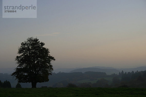 Silhouette einer einzelnen Buche (Hutebuche) im hohen Westerwald  Hessen