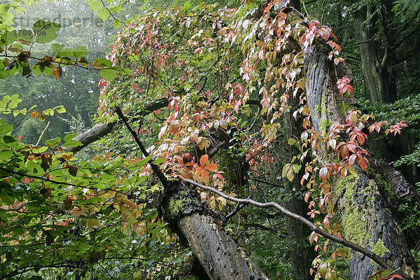 Herbstlich gefärbter Wilder Wein an einem Baum
