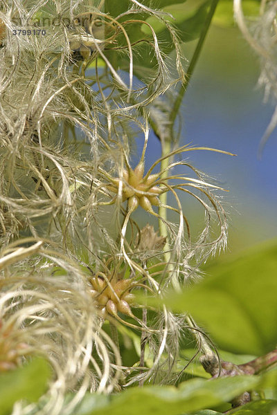 Gemeine Waldrebe (Clematis vitalba) im Herbst mit wolligen Fruchtständen