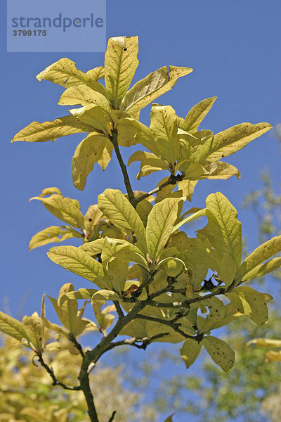Herbstliche gefärbte Blätter einer deutschen Mispel (Mespilus germanica)