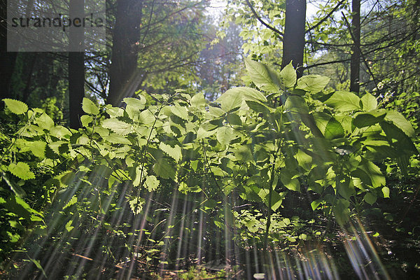 Brennesseln (Urtica dioica) im Gegenlicht am Waldesrand. Weitwinkelaufnahme aus der Froschperspektive