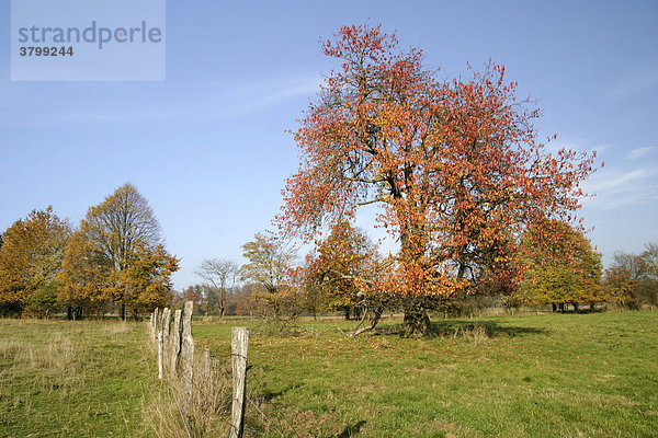 Herbstlich gefärbter Kirschbaum auf einer Wiese im hohen Westerwald  Hessen