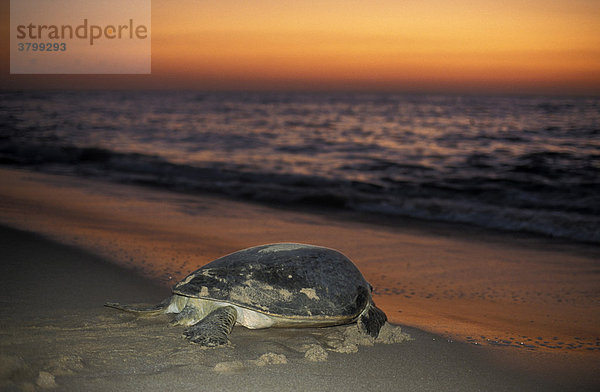 Meeresschildkröte am Strand bei Sonnenaufgang Oman