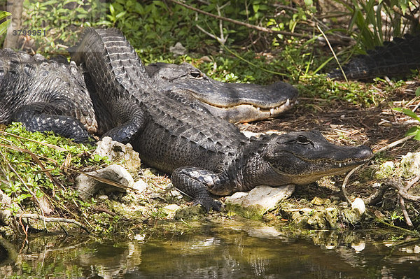 USA  Florida  2 zwei Alligatoren