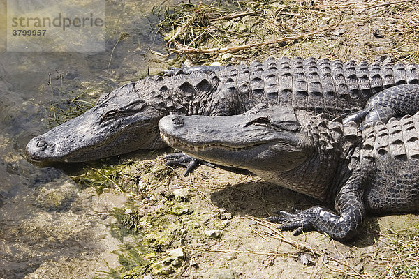 USA  Florida  2 zwei Alligatoren nahe am Wasser