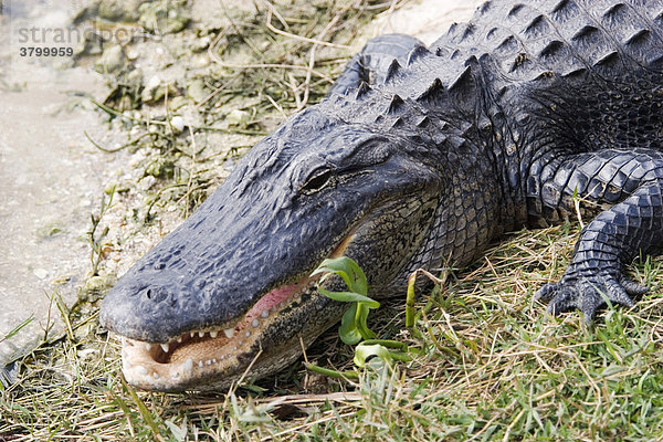 USA  Florida  Kopf eines Alligator