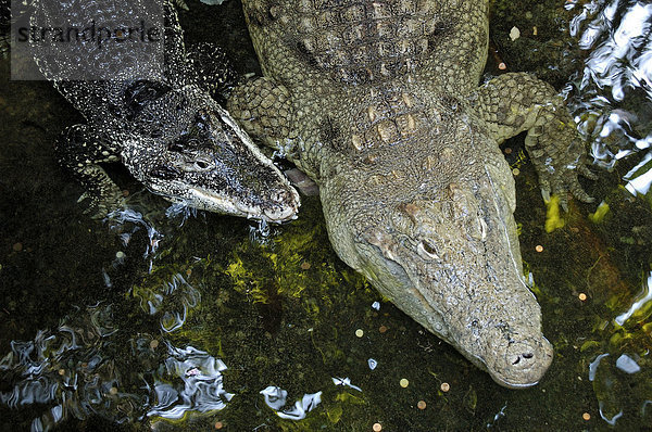 Zwei Nilkrokodile crocodilus nilotus im Wasser Aquarium Zoo Berlin  Deutschland