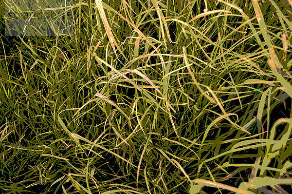 Langes Gras im Herbst Detail