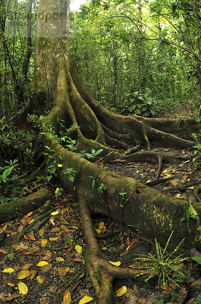 Kolumbien  Gorgona Insel natürlichen Park  den Regenwald