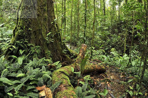 Kolumbien  Gorgona Insel natürlichen Park  den Regenwald