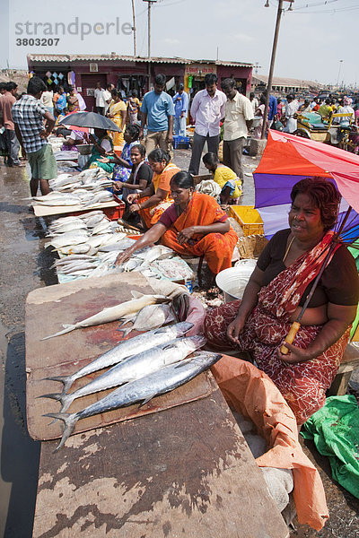 Indien  Tamil Nadu  Chennai  Hafen  indische Frau verkaufen frischen Fische am Fischmarkt