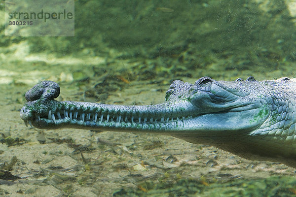 Indien  Tamil Nadu  Chennai ex Madras  indisch gawial oder Gharial Krokodil Gavialis Gangeticus auf dem Krokodil Bank Trust