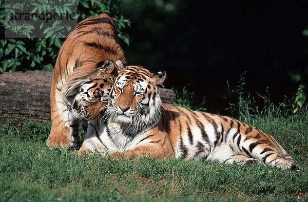 Sibirischer Tiger  Paar  begruessen sich / (Panthera tigris altaica)