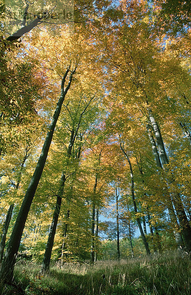 Buchenwald im Herbst  Hohe Meissner Naturpark  Hessen  Deutschland / (Fagus sylvatica)