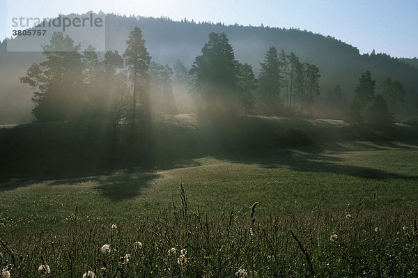 Sonnenstrahlen scheinen durch Baumgruppe  Naturpark Obere Donau  Baden-Wuerttemberg  Deutschland