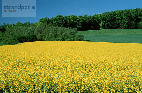 Bluehendes Rapsfeld  Nordrhein-Westfalen  Deutschland / (Brassica napus)