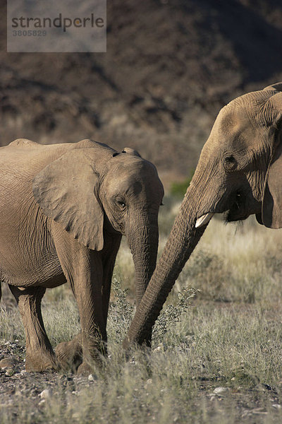 Afrikanische Elefanten  Weibchen mit Jungtier  Hoanib-Fluss  Kaokoland  Namibia / (Loxodonta africana) / Wüstenelefant