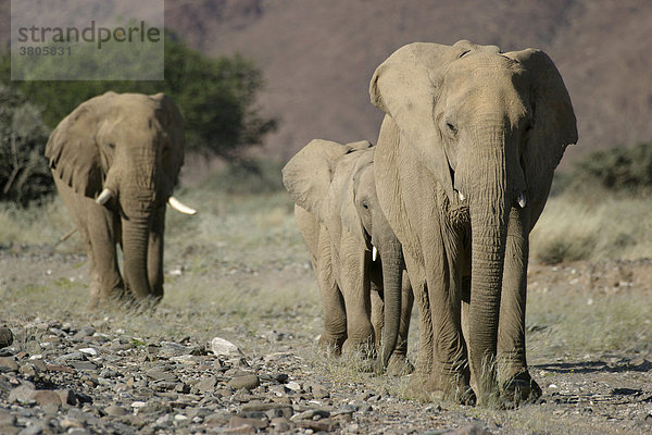 Afrikanische Elefanten  Hoanib-Fluss  Kaokoland  Namibia / (Loxodonta africana) / Wüstenelefant