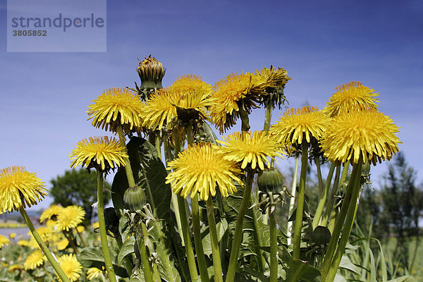 Loewenzahn / (Taraxacum officinale) / Löwenzahn