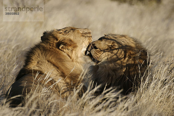 Afrikanische Loewen  maennlich  Kavita Lions Lodge  Namibia (Panthera leo) / Afrikanischer Löwe