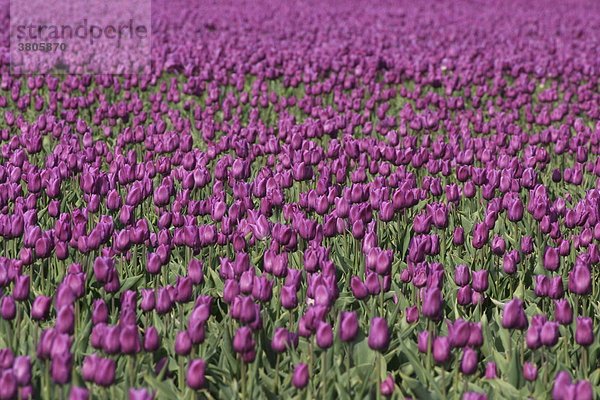 Tulpenfeld  Niederlande / (Tulipa spec.)