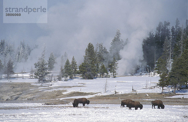 Bisons  Yellowstone Nationalpark  USA / (Bison bison)