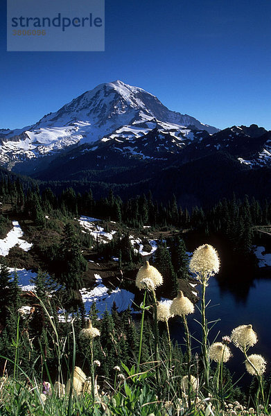 Baerengras vor dem Mount Rainier  Mt. Rainier Nationalpark  Washington  USA / (Xerophyllum tenax) / Bärengras