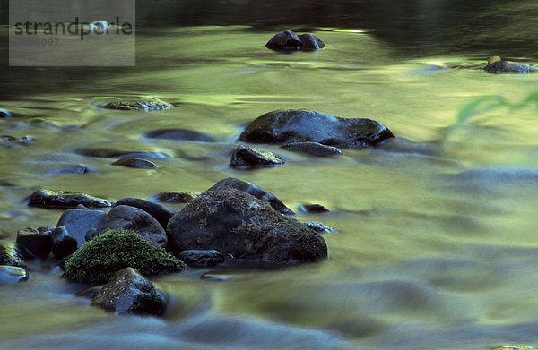Spiegelungen in Waldbach  Olympic Nationalpark  Washington  USA