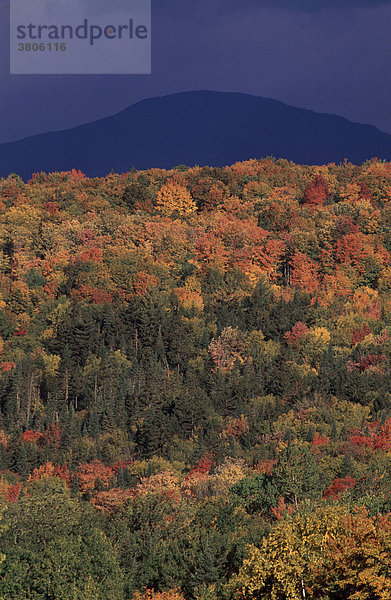 Herbstwald  Maine  USA