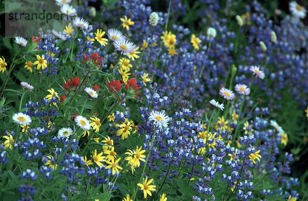Blumenwiese  Mount Rainier Nationalpark  Washington  USA