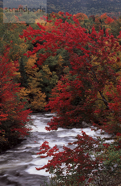 Magalloway River und Mischwald im Herbst  Maine  USA