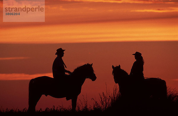 Reiter auf Konik-Pferden bei Sonnenuntergang  Niederrhein  Nordrhein-Westfalen  Germany