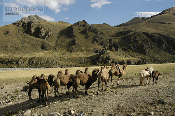 Nomade mit seiner Herde Kamele in den Bergen Kharkhiraa Mongolischer Altai bei Ulaangom Uvs Aimag Mongolei