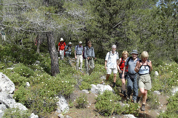 Wandergruppe auf Pfad im Wald zwischen weiß blühenden Zistrosen Cistus salviaefolius und Aleppokiefern Pinus halepensis im Besparmak Pentadaktylos Gebirge Nordzypern Zypern