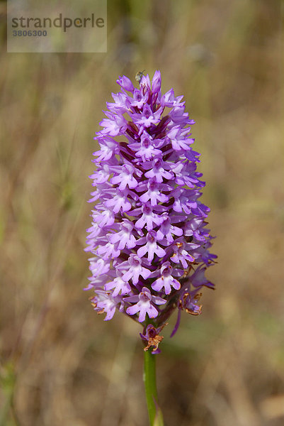 Violett blühende Orchidee Knabenkraut Anacamplis pyramidalis Nordzypern Zypern