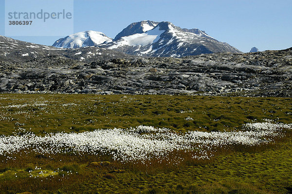 Scheuchzers Wollgras Eriophorum scheuchzeri wächst im Sumpf vor schneebedecktem Berg Ostgrönland