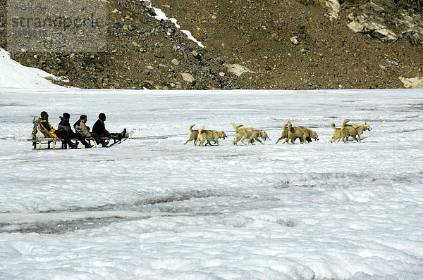 Vier Menschen im Hundeschlitten gezogen von Schlittenhunden Huskys auf dem Apusiak Gletscher Ostgrönland