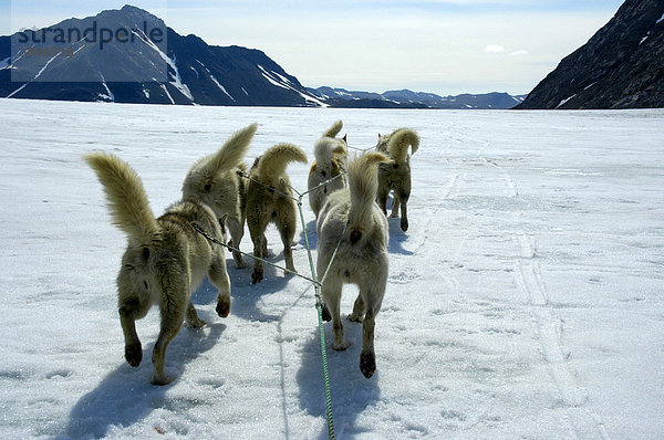 Angeschirrte Schlittenhunde Huskys mit wedelnden Schwänzen laufen auf dem Apusiak Gletscher Ostgrönland