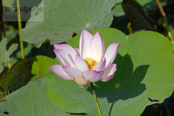 Rosafarbener Lotus Nelumbo nucifera Nelumbonaceae Lotusblüte über Lotusblatt Kambodscha