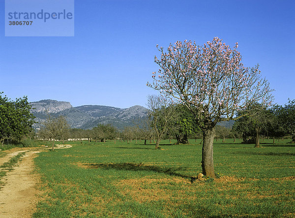 Mallorca Balearen Spanien Mandelbaumblüte im Frühling