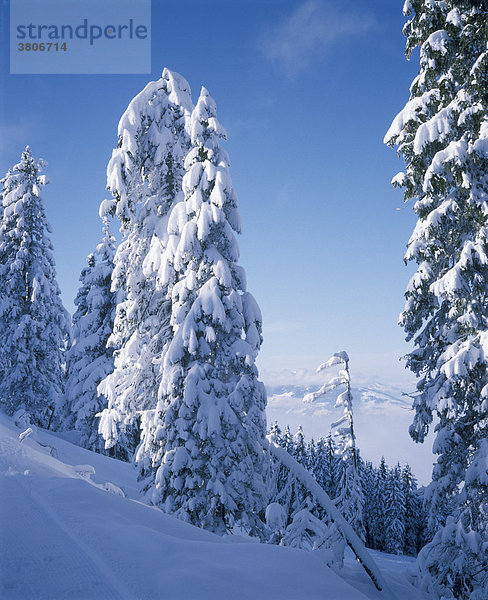 Winterwald am Gabühel (1634 m) bei Dienten Land Salzburg Österreich vor den vernebelten Leoganger Bergen