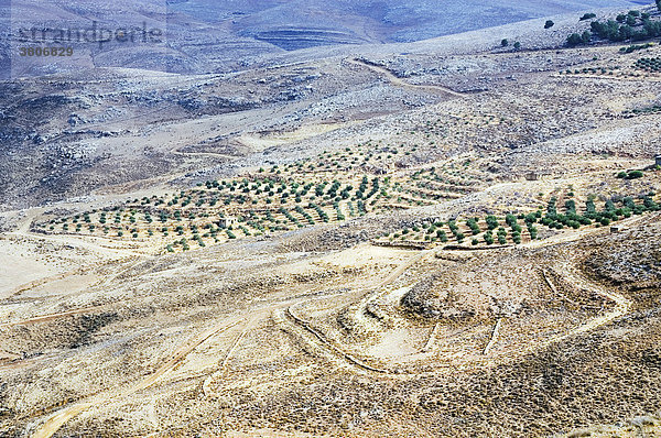 Jordanien Berg Nebo bei Madaba Jordantal Plantagen