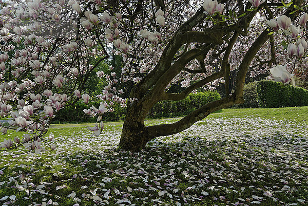 Blühender Magnolienbaum Magnolia Magnoliaceae