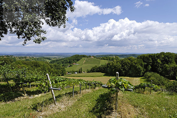 Weinberge bei Grasnitzberg an der steierischen Weinstrase Steiermark Österreich