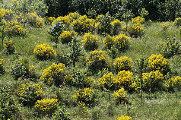 Ginsterbüsche bei Albugnano Provinz Asti Monferrato Piemont Italien Genista