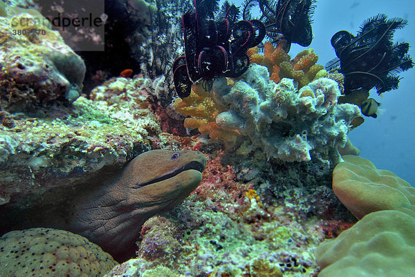 Riesen-Muräne (Gymnothorax javanicus) bei Vakarufalhi-Ari Atoll - Malediven - Indischer Ozean