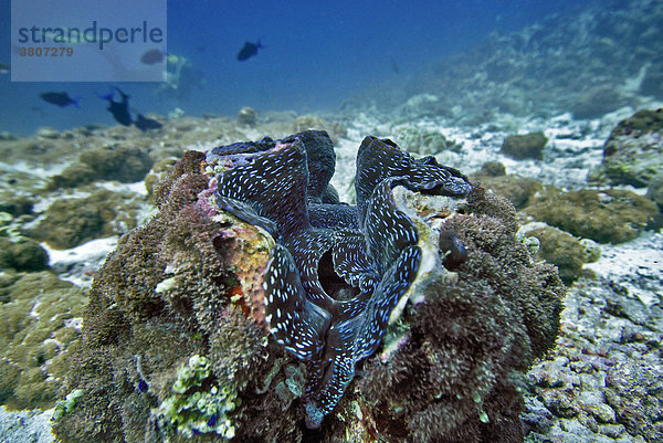 Riesenmuschel (Tridacna gigas) bei Vakarufalhi-Ari Atoll - Malediven - Indischer Ozean