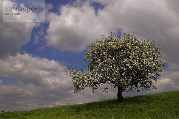 Apfelbaum in Blüte mit Wolkenstimmung