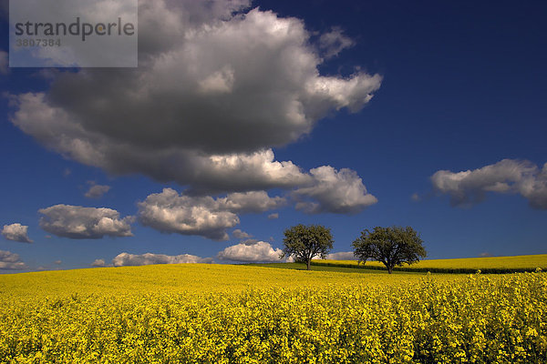 Baumpaar im Rapsfeld mit Wolkenstimmung Schemmerhofen  Baden-Württemberg  Germany