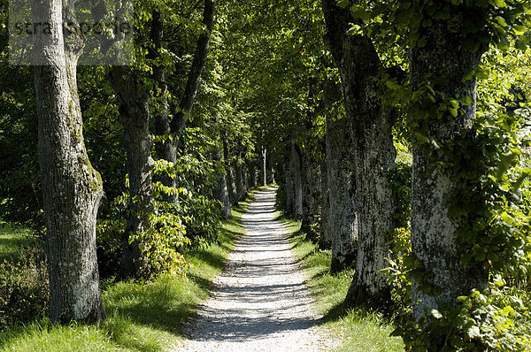 Kleine Allee mit Linden